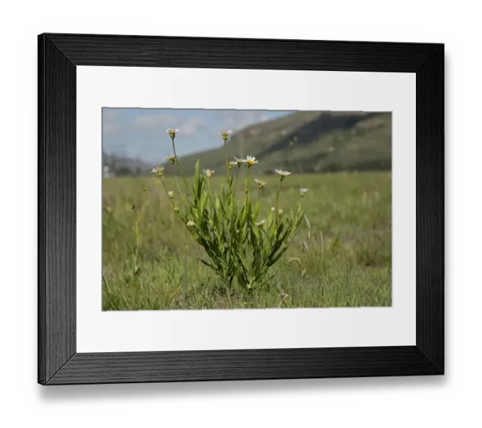 Framed Print : Aster (Aster pleiocephalus) flowering, growing in grassland, Wakkerstroom, Mpumalanga, South Africa, November Framed Print : Aster (Aster pleiocephalus) flowering, growing in grassland, Wakkerstroom, Mpumalanga, South Africa, November