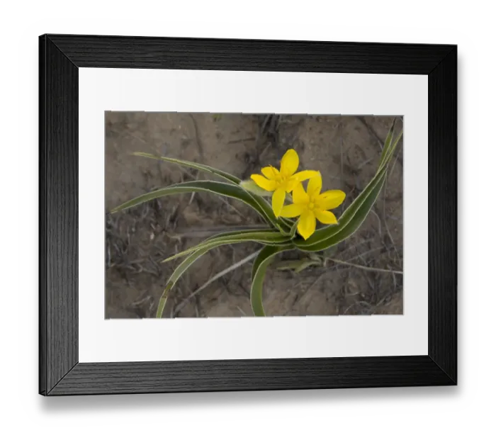 Framed Print : Yellow Star-flower (Hypoxis iridifolia) flowering, Golden Gate Highlands N. P Framed Print : Yellow Star-flower (Hypoxis iridifolia) flowering, Golden Gate Highlands N. P
