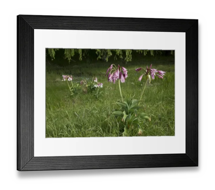 Framed Print : Orange River Lily (Crinum bulbispermum) flowering, growing in wet floodplain grassland, Wakkerstroom, Mpumalanga Framed Print : Orange River Lily (Crinum bulbispermum) flowering, growing in wet floodplain grassland, Wakkerstroom, Mpumalanga