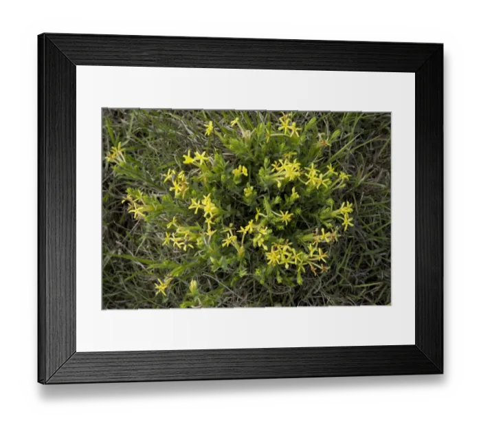Framed Print : Gifbossie (Gnidia caffra) flowering, growing in grassland, Wakkerstroom, Mpumalanga, South Africa, November Framed Print : Gifbossie (Gnidia caffra) flowering, growing in grassland, Wakkerstroom, Mpumalanga, South Africa, November