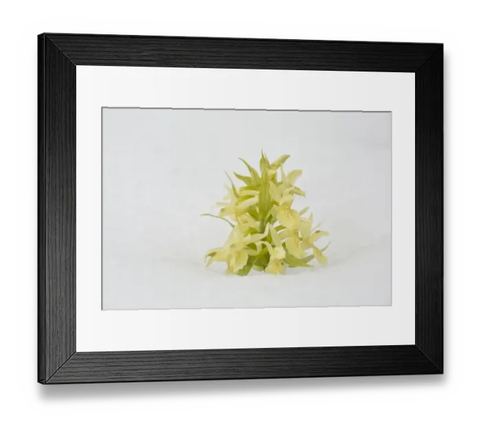 Framed Print : Elder-flowered Orchid (Dactylorhiza sambucina) yellow form, flowering, growing in snow, Grande Piano Framed Print : Elder-flowered Orchid (Dactylorhiza sambucina) yellow form, flowering, growing in snow, Grande Piano