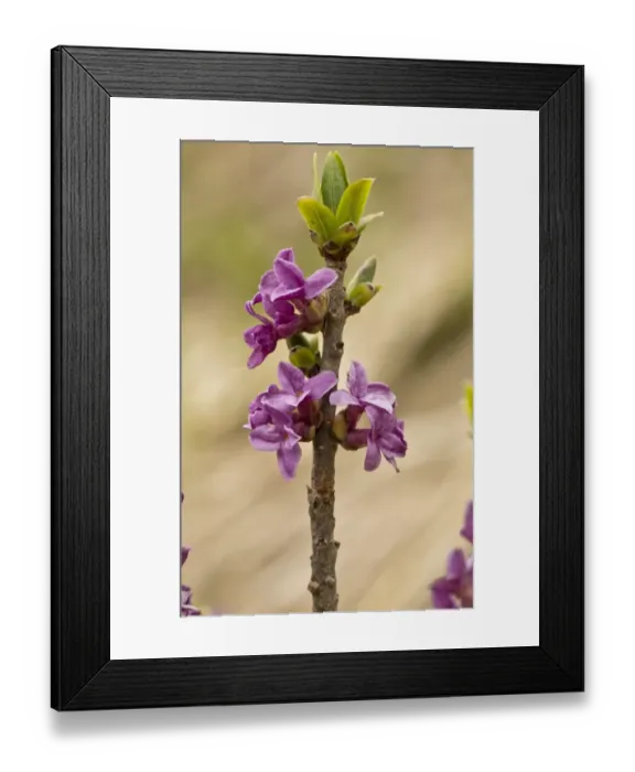 Framed Print : Mezereon (Daphne mezereum) close-up of flowers, Vercors, French Alps, France, May Framed Print : Mezereon (Daphne mezereum) close-up of flowers, Vercors, French Alps, France, May