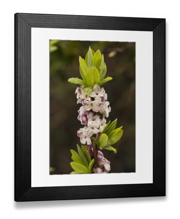 Framed Print : Mezereon (Daphne mezereum) close-up of flowers, French Pyrenees, France, May Framed Print : Mezereon (Daphne mezereum) close-up of flowers, French Pyrenees, France, May