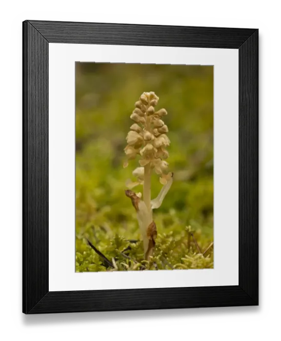 Framed Print : Birds Nest Orchid (Neottia nidus-avis) flowering, growing in mossy woodland, France, May Framed Print : Birds Nest Orchid (Neottia nidus-avis) flowering, growing in mossy woodland, France, May