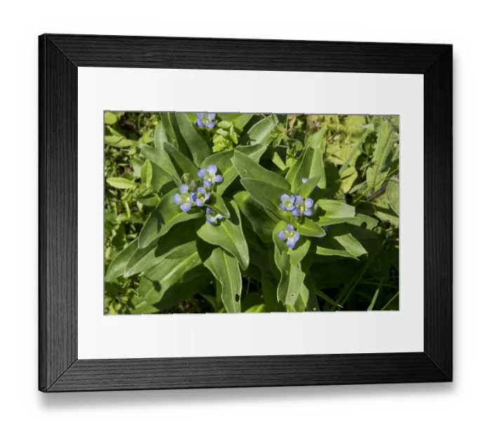 Framed Print : Cross Gentian (Gentiana cruciata) flowering, with Mountain Alcon Blue Butterfly (Maculinea rebeli) eggs on leaves Framed Print : Cross Gentian (Gentiana cruciata) flowering, with Mountain Alcon Blue Butterfly (Maculinea rebeli) eggs on leaves