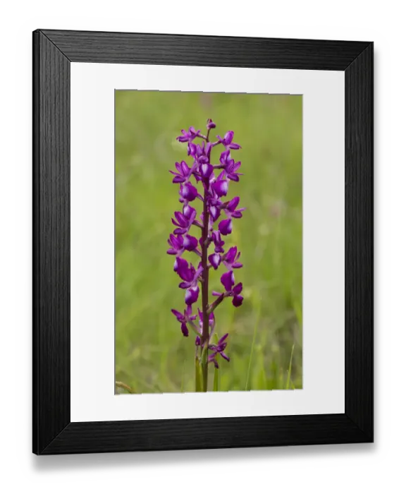 Framed Print : Loose-flowered Orchid (Orchis laxiflora) flowering, Sardinia, Italy, April Framed Print : Loose-flowered Orchid (Orchis laxiflora) flowering, Sardinia, Italy, April