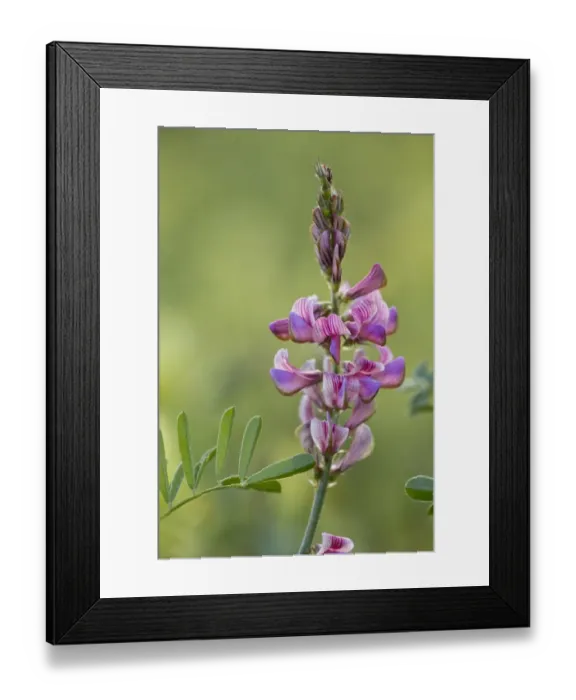 Framed Print : Sainfoin (Onobrychis viciifolia) flowering, Apennines, Italy, May Framed Print : Sainfoin (Onobrychis viciifolia) flowering, Apennines, Italy, May