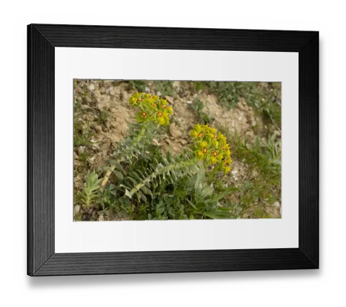 Framed Print : Broad-leaved Glaucous Spurge (Euphorbia myrsinites) flowering, Pilion, Greece, April Framed Print : Broad-leaved Glaucous Spurge (Euphorbia myrsinites) flowering, Pilion, Greece, April