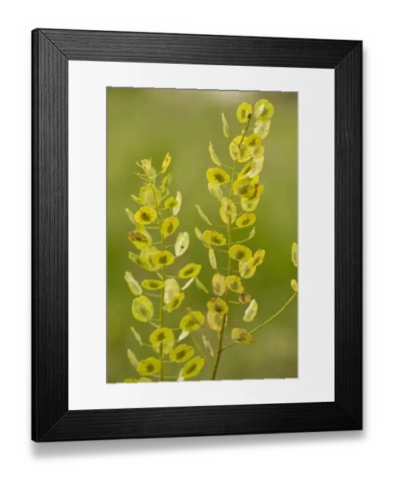 Framed Print : Field Pennycress (Thlaspi arvense) in fruit, Romania, June Framed Print : Field Pennycress (Thlaspi arvense) in fruit, Romania, June