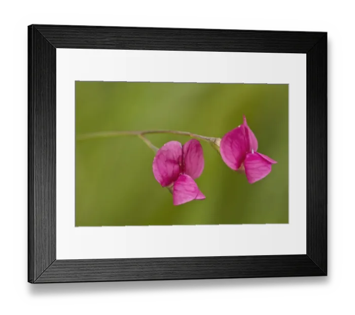 Framed Print : Grass Vetchling (Lathyrus nissolia) close-up of flowers, growing in grassland, Romania, June