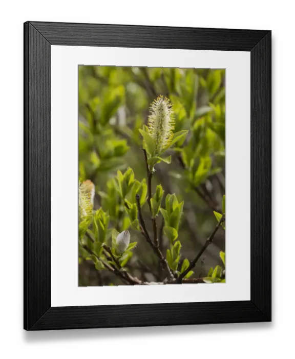 Framed Print : Alpine Willow (Salix hegetschweileri) flowering, Dolomites, Italian Alps, Italy, June