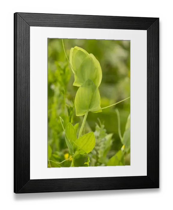 Framed Print : Yellow Vetchling (Lathyrus aphaca) close-up of stipules and tendrils, Romania, June Framed Print : Yellow Vetchling (Lathyrus aphaca) close-up of stipules and tendrils, Romania, June