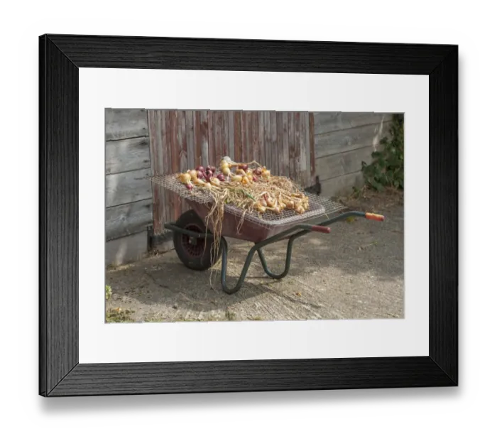Framed Print : Onion (Allium cepa) harvested homegrown bulbs, drying out on wire covered wheelbarrow, Shropshire, England, August Framed Print : Onion (Allium cepa) harvested homegrown bulbs, drying out on wire covered wheelbarrow, Shropshire, England, August