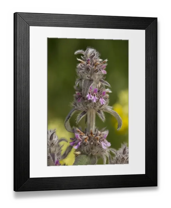 Framed Print : Downy Woundwort (Stachys germanica) flowering, growing on limestone, Romania, June Framed Print : Downy Woundwort (Stachys germanica) flowering, growing on limestone, Romania, June