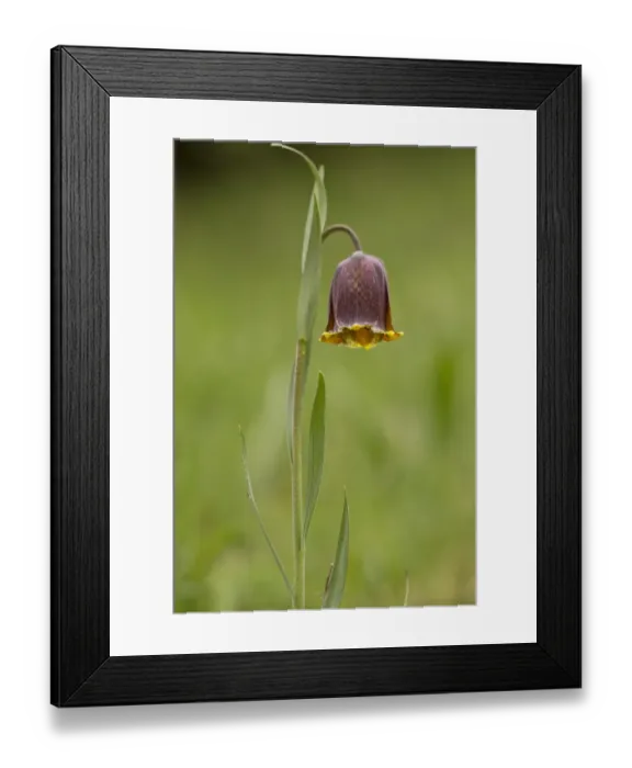 Framed Print : Pyrenean Fritillary (Fritillaria pyrenaica) flowering, French Pyrenees, France, May Framed Print : Pyrenean Fritillary (Fritillaria pyrenaica) flowering, French Pyrenees, France, May