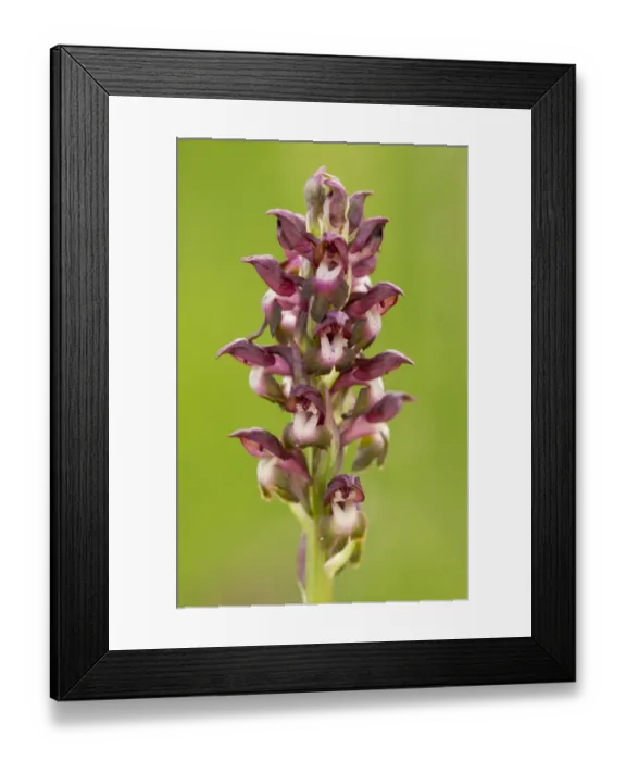 Framed Print : Bug Orchid (Anacamptis coriophora) close-up of flowerspike, growing in grassland, Transylvania, Romania, June Framed Print : Bug Orchid (Anacamptis coriophora) close-up of flowerspike, growing in grassland, Transylvania, Romania, June