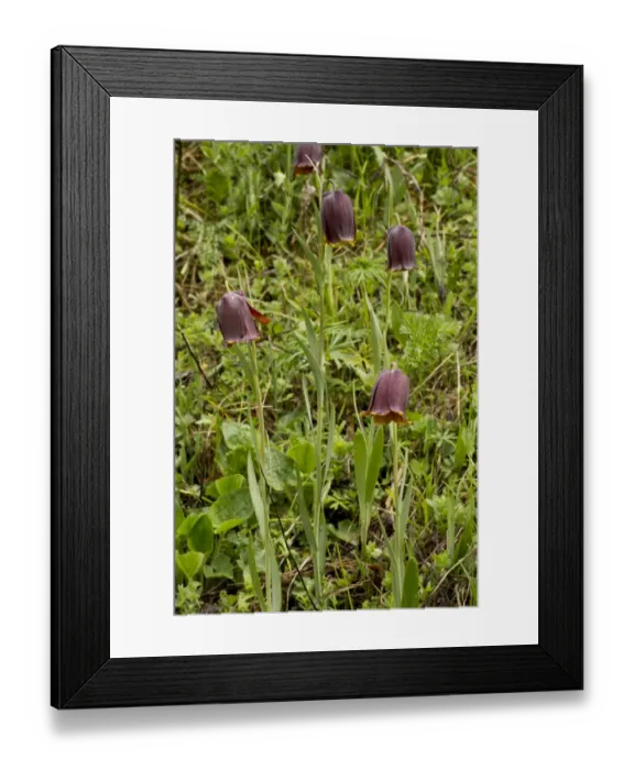 Framed Print : Pyrenean Fritillary (Fritillaria pyrenaica) flowering, French Pyrenees, France, May Framed Print : Pyrenean Fritillary (Fritillaria pyrenaica) flowering, French Pyrenees, France, May