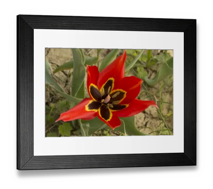 Framed Print : Eyed Tulip (Tulipa agenensis) close-up of flower, growing in arable field, Cyprus, March Framed Print : Eyed Tulip (Tulipa agenensis) close-up of flower, growing in arable field, Cyprus, March