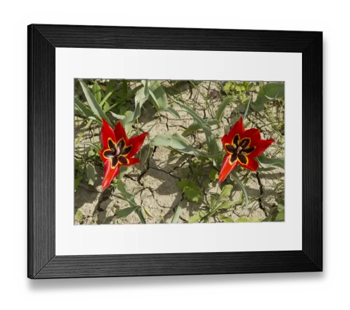 Framed Print : Eyed Tulip (Tulipa agenensis) flowering, growing in arable field, Cyprus, March Framed Print : Eyed Tulip (Tulipa agenensis) flowering, growing in arable field, Cyprus, March