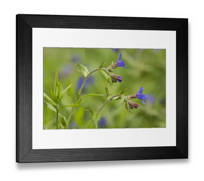 Framed Print : Purple Gromwell (Lithospermum purpurocaeruleum) flowering, French Pyrenees, France, May Framed Print : Purple Gromwell (Lithospermum purpurocaeruleum) flowering, French Pyrenees, France, May