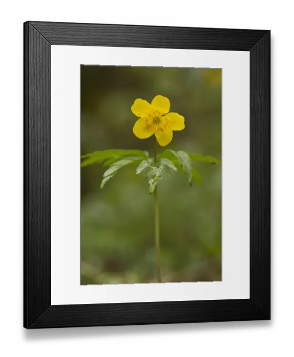 Framed Print : Yellow Anemone (Anemone ranunculoides) flowering, French Pyrenees, France, May Framed Print : Yellow Anemone (Anemone ranunculoides) flowering, French Pyrenees, France, May