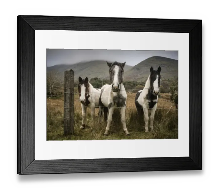 Framed Print : Horse, three piebald ponies, standing beside wire fence, Black Valley, Macgillycuddys Reeks, Killarney, County Kerry Framed Print : Horse, three piebald ponies, standing beside wire fence, Black Valley, Macgillycuddys Reeks, Killarney, County Kerry