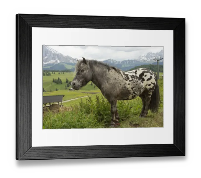 Framed Print : Horse, miniature spotted pony, adult, standing in alpine meadow, Seiser Alm, Dolomites, Italian Alps, Italy, June