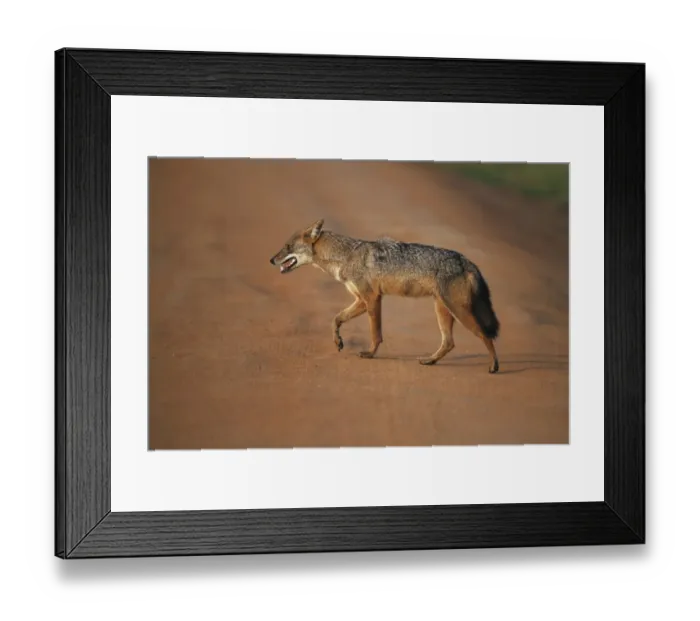 Framed Print : Golden Jackal (Canis aureus) adult, walking across dirt track in evening sunlight, Yala N. P. Sri Lanka, February Framed Print : Golden Jackal (Canis aureus) adult, walking across dirt track in evening sunlight, Yala N. P. Sri Lanka, February