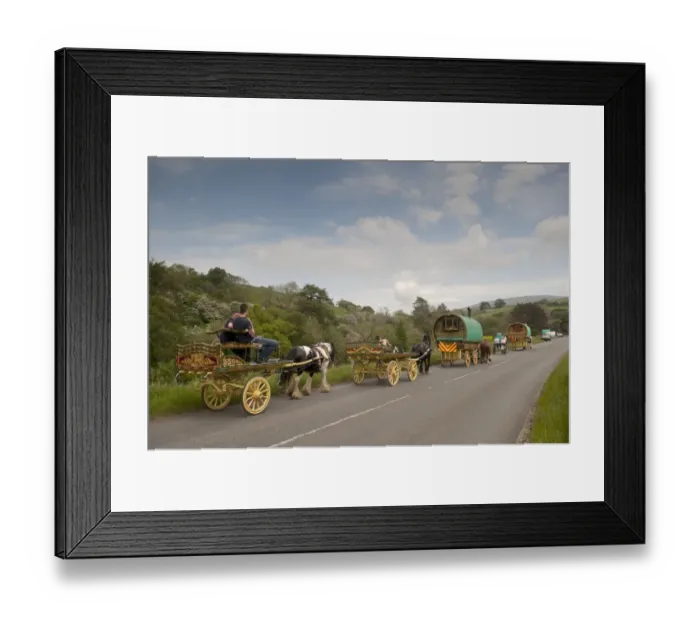 Framed Print : Horse, Irish Cob (Gypsy Pony), pulling traveller caravans, heading towards Appleby Horse Fair Framed Print : Horse, Irish Cob (Gypsy Pony), pulling traveller caravans, heading towards Appleby Horse Fair