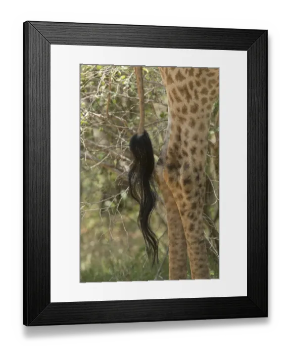 Framed Print : Cape Giraffe (Giraffa camelopardalis giraffa) adult, close-up of tail, Kruger N. P Framed Print : Cape Giraffe (Giraffa camelopardalis giraffa) adult, close-up of tail, Kruger N. P