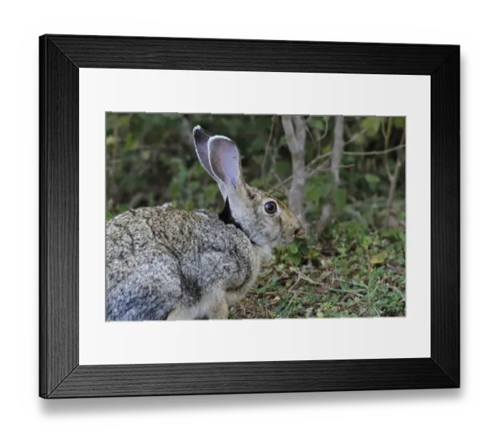 Framed Print : Indian Hare (Lepus nigricollis singhala) adult, close-up of head, Bundala N. P. Sri Lanka, February Framed Print : Indian Hare (Lepus nigricollis singhala) adult, close-up of head, Bundala N. P. Sri Lanka, February