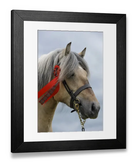 Framed Print : Horse, Highland Pony, adult, close-up of head, wearing halter with rosette at show, Scotland, June Framed Print : Horse, Highland Pony, adult, close-up of head, wearing halter with rosette at show, Scotland, June