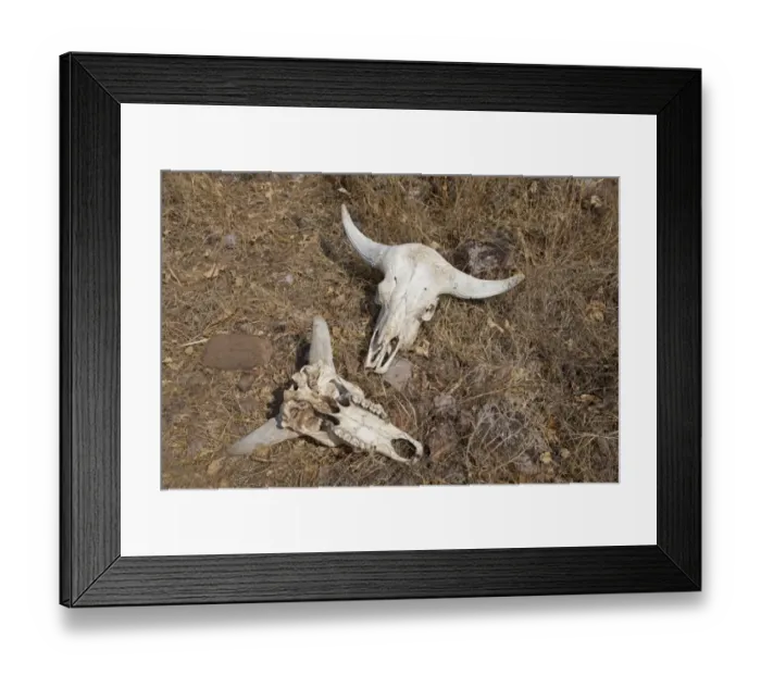Framed Print : Gaur (Bos gaurus) two skulls, Maharashtra, India, February Framed Print : Gaur (Bos gaurus) two skulls, Maharashtra, India, February