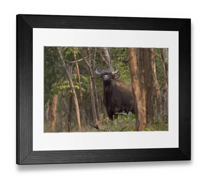 Framed Print : Gaur (Bos gaurus) adult female, sniffing air and listening suspiciously, standing in forest, Tadoba N. P Framed Print : Gaur (Bos gaurus) adult female, sniffing air and listening suspiciously, standing in forest, Tadoba N. P