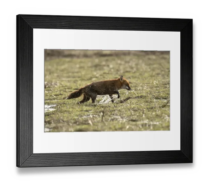 Framed Print : European Red Fox (Vulpes vulpes) adult, caught on coastal marshland at high tide, Parkgate Marsh RSPB Reserve Framed Print : European Red Fox (Vulpes vulpes) adult, caught on coastal marshland at high tide, Parkgate Marsh RSPB Reserve
