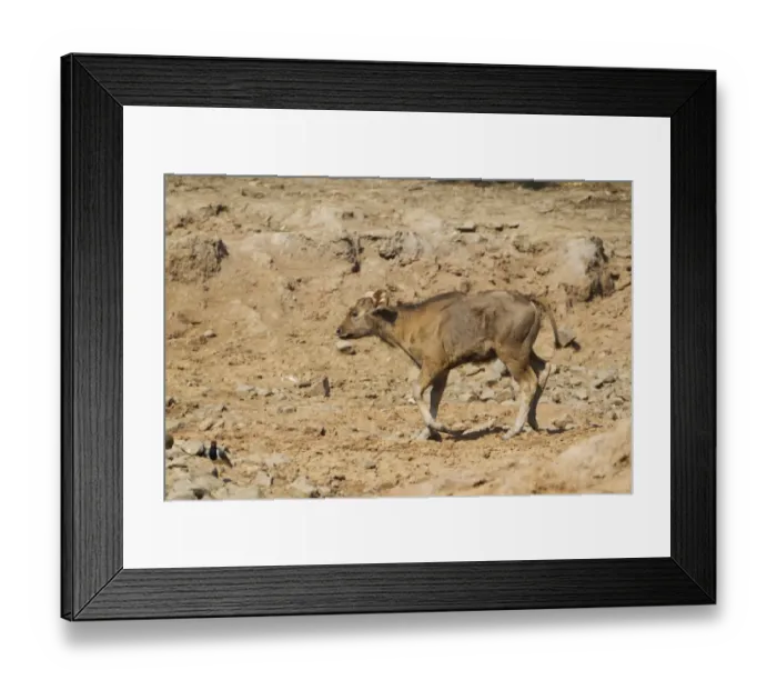 Framed Print : Gaur (Bos gaurus) calf, trotting on dry soil near waterhole, Tadoba N. P. Maharashtra, India, February Framed Print : Gaur (Bos gaurus) calf, trotting on dry soil near waterhole, Tadoba N. P. Maharashtra, India, February