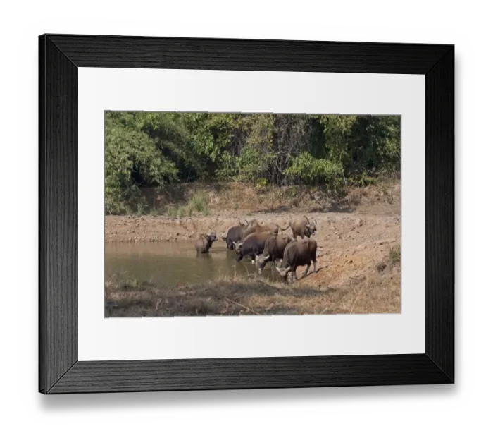 Framed Print : Gaur (Bos gaurus) herd, drinking at waterhole, Tadoba N. P. Maharashtra, India, February Framed Print : Gaur (Bos gaurus) herd, drinking at waterhole, Tadoba N. P. Maharashtra, India, February