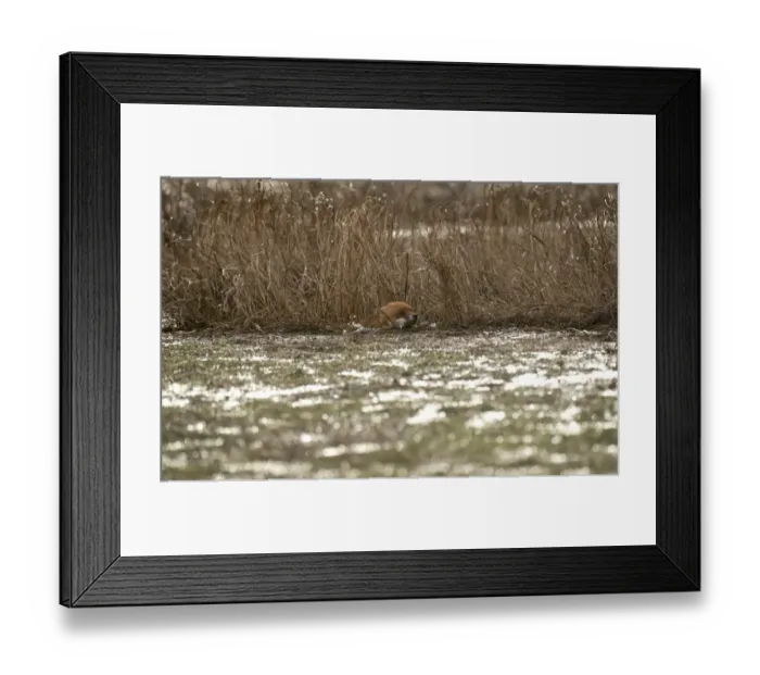 Framed Print : European Red Fox (Vulpes vulpes) adult, swimming, caught on coastal marshland at high tide Framed Print : European Red Fox (Vulpes vulpes) adult, swimming, caught on coastal marshland at high tide