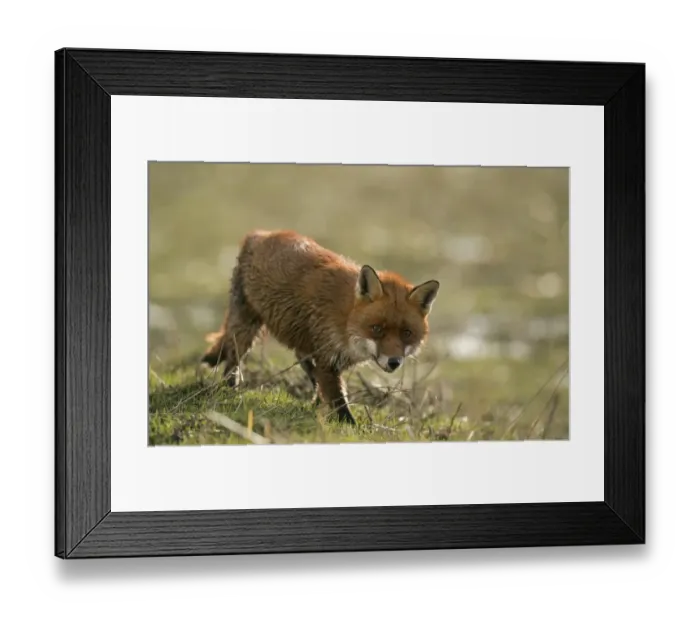 Framed Print : European Red Fox (Vulpes vulpes) adult, caught on coastal marshland at high tide, Parkgate Marsh RSPB Reserve Framed Print : European Red Fox (Vulpes vulpes) adult, caught on coastal marshland at high tide, Parkgate Marsh RSPB Reserve
