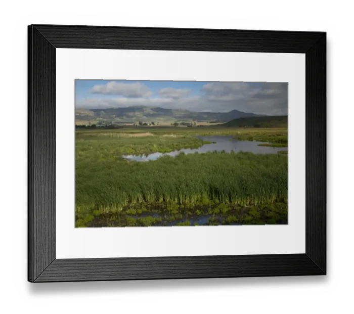 Framed Print : View of extensive reedbeds in wetland habitat, Wakkerstroom, Mpumalanga, South Africa, November