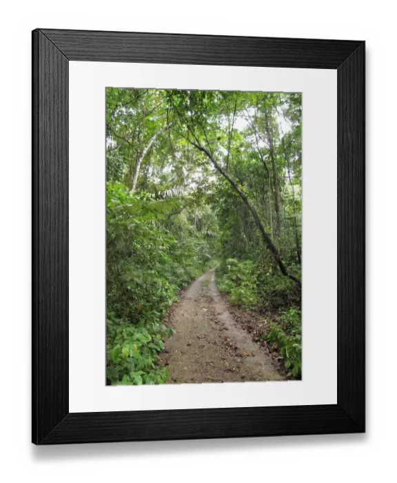 Framed Print : Track through tropical forest, Pipeline Road, Panama, November Framed Print : Track through tropical forest, Pipeline Road, Panama, November