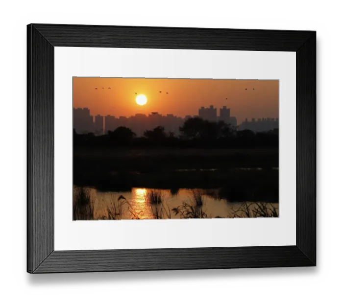 Framed Print : View across wetland towards skyscrapers at sunset, with Great Cormorant (Phalacrocorax carbo carbo sinensis) Framed Print : View across wetland towards skyscrapers at sunset, with Great Cormorant (Phalacrocorax carbo carbo sinensis)