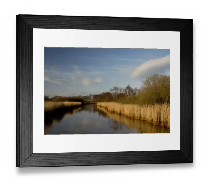 Framed Print : View of reeds growing beside dyke in wetland habitat, Meadow Dyke, near Hickling Broad, River Thurne, The Broads N. P Framed Print : View of reeds growing beside dyke in wetland habitat, Meadow Dyke, near Hickling Broad, River Thurne, The Broads N. P