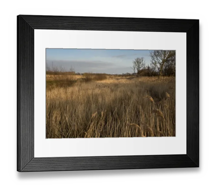 Framed Print : View of reedbed in wetland habitat, between Horsey Mere and Hickling Broad, River Thurne, The Broads N. P