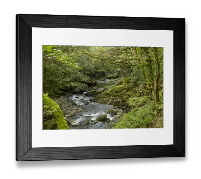 Framed Print : Stream flowing through deciduous woodland habitat, East Lyn River Valley, Exmoor N. P. Devon, England, October Framed Print : Stream flowing through deciduous woodland habitat, East Lyn River Valley, Exmoor N. P. Devon, England, October