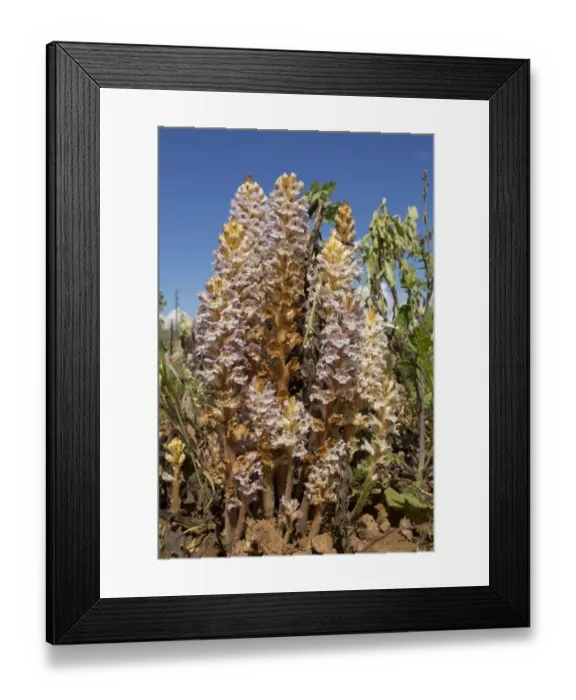 Framed Print : Bean Broomrape (Orobanche crenata) flowering, heavy infestation destroying broad bean crop, Chios, Greece, April Framed Print : Bean Broomrape (Orobanche crenata) flowering, heavy infestation destroying broad bean crop, Chios, Greece, April