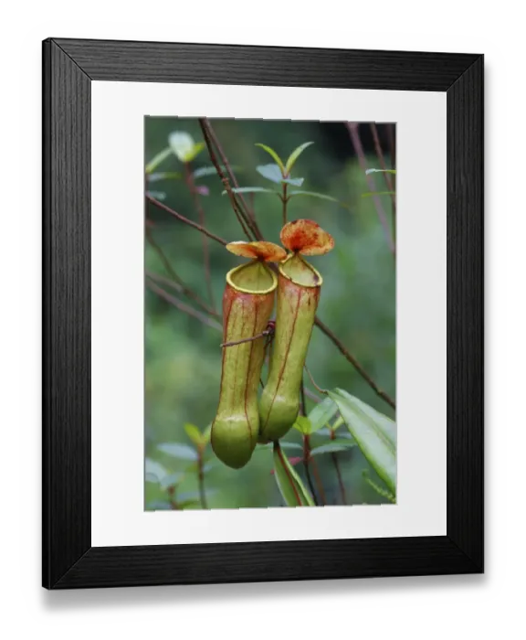 Framed Print : Miraculous Distilling Plant (Nepenthes distillatoria) two pitfall traps formed from modified leaves
