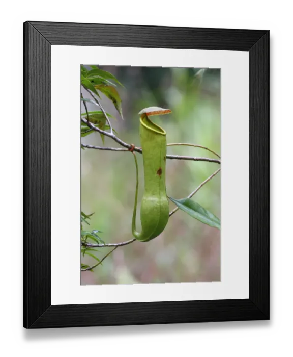 Framed Print : Miraculous Distilling Plant (Nepenthes distillatoria) pitfall trap formed from modified leaves Framed Print : Miraculous Distilling Plant (Nepenthes distillatoria) pitfall trap formed from modified leaves