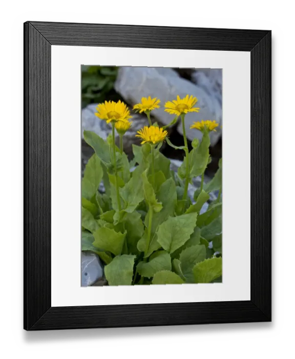 Framed Print : Large-flowered Leopards Bane (Doronicum grandiflorum) flowering, Maritime Alps, France, September Framed Print : Large-flowered Leopards Bane (Doronicum grandiflorum) flowering, Maritime Alps, France, September