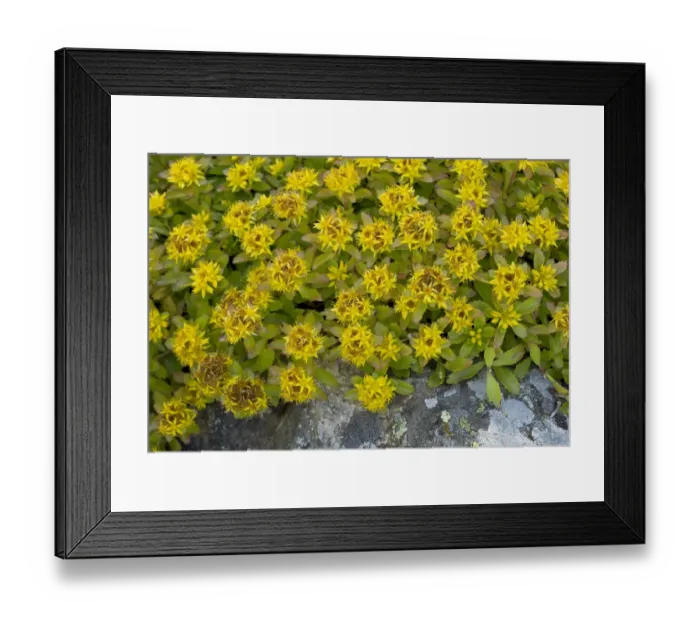 Framed Print : Kamchatka Stonecrop (Sedum kamtschaticum) flowering, September Framed Print : Kamchatka Stonecrop (Sedum kamtschaticum) flowering, September